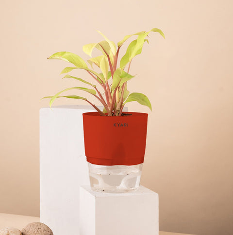 Philodendron Ceylon (Golden) Plant With Self Watering Pot Paytm Exclusive