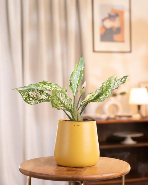 Aglaonema Snow White Plant with Medium Metal Self Watering Pot