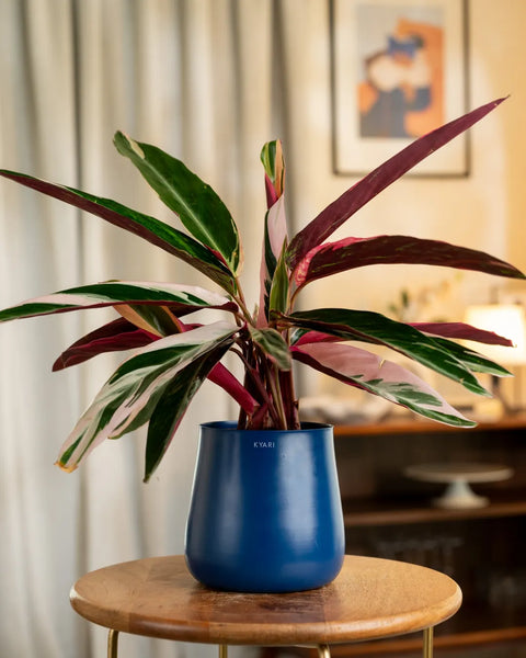Calathea Triostar Plant with Medium Metal Self Watering Pot