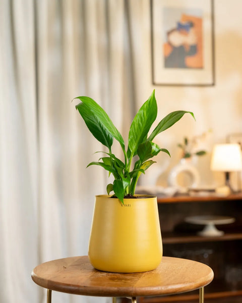 Peace Lily Plant with Medium Metal Self Watering Pot