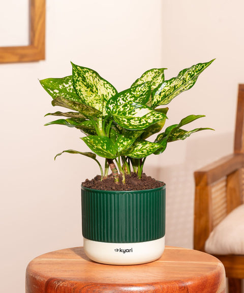 Aglaonema Snow White Plant With Mylo Self Watering Pot