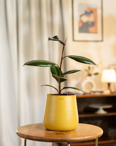 Black Rubber Plant with Medium Metal Self Watering Pot