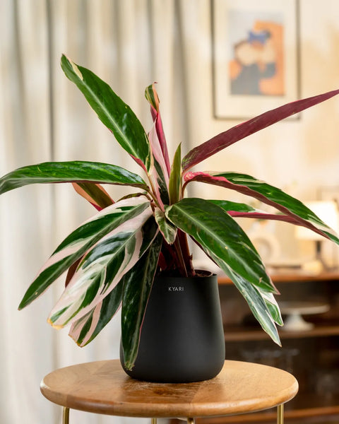 Calathea Triostar Plant with Medium Metal Self Watering Pot