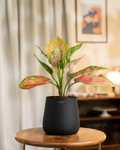 Aglaonema Pink Valentine Plant with Medium Metal Self Watering Pot