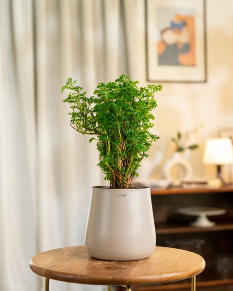 Aralia Green Plant with Medium Metal Self Watering Pot
