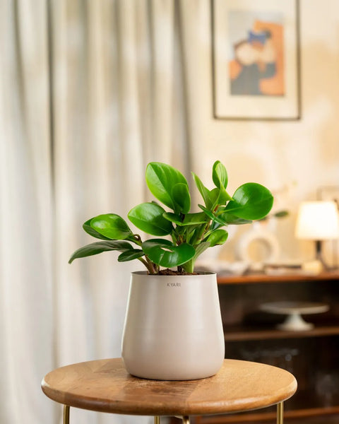 Peperomia Green Plant with Medium Metal Self Watering Pot