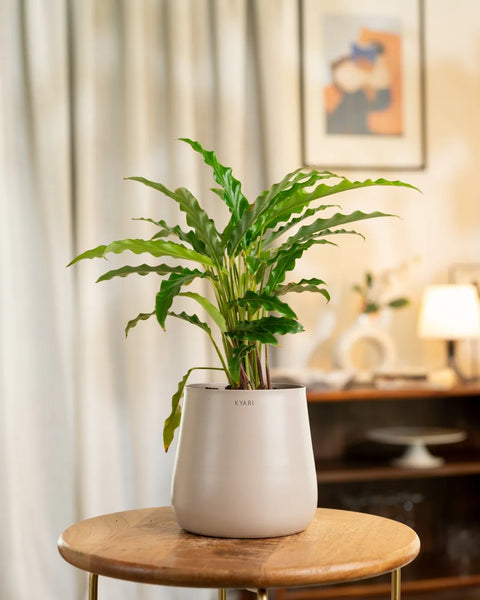 Calathea Rufibarba Plant with Medium Metal Self Watering Pot