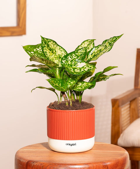 Aglaonema Snow White Plant With Mylo Self Watering Pot