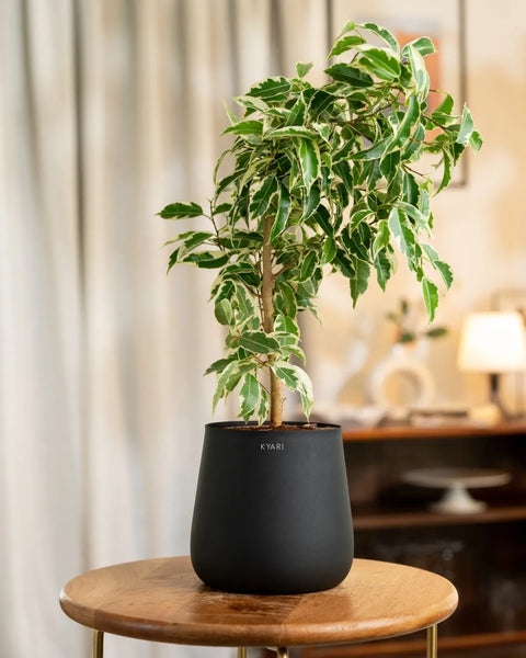 Ficus Safari Plant with Medium Metal Self Watering Pot