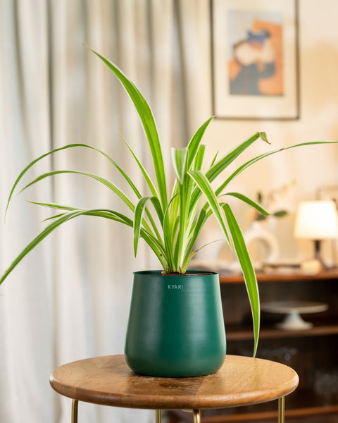 Spider Plant with Medium Metal Self Watering Pot