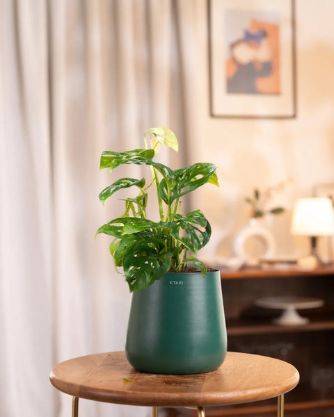 Philodendron Broken Heart Plant with Medium Metal Self Watering Pot