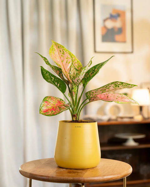Aglaonema Pink Valentine Plant with Medium Metal Self Watering Pot