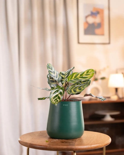 Peacock Plant with Medium Metal Self Watering Pot