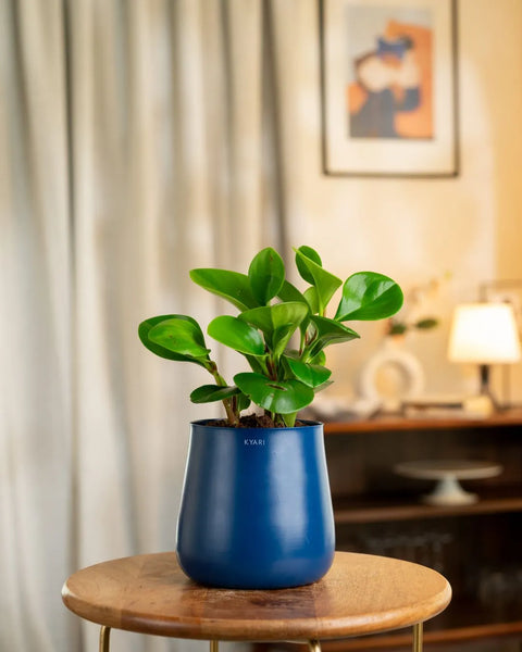 Peperomia Green Plant with Medium Metal Self Watering Pot