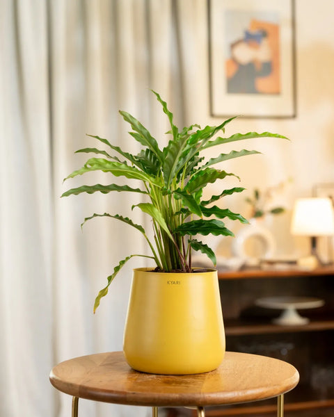 Calathea Rufibarba Plant with Medium Metal Self Watering Pot
