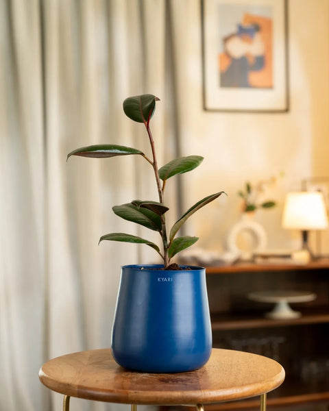 Black Rubber Plant with Self Watering Pot