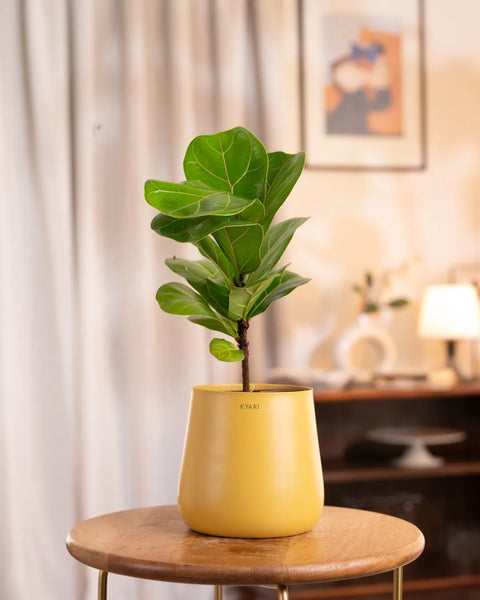Fiddle Fig Plant with Medium Metal Self Watering Pot