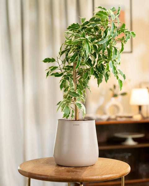 Ficus Safari Plant with Medium Metal Self Watering Pot