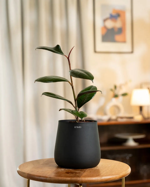 Black Rubber Plant with Medium Metal Self Watering Pot