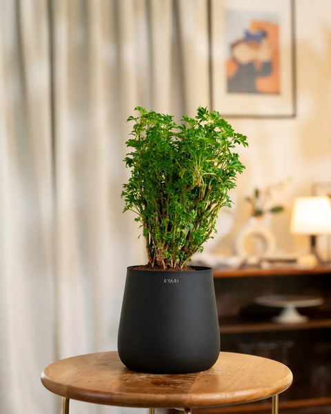 Aralia Green Plant with Medium Metal Self Watering Pot