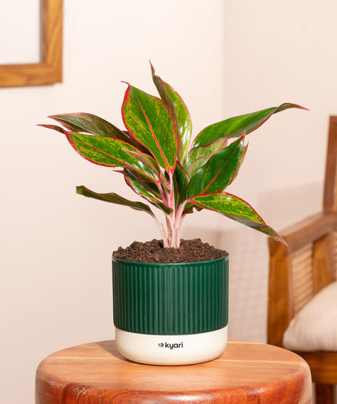 Aglaonema Lipstick Plant With Mylo Self Watering Pot