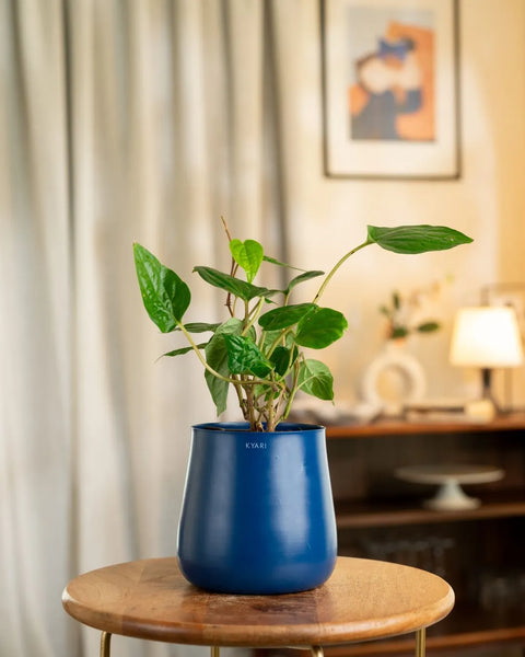 Betel Leaf Plant with Medium Metal Self Watering Pot