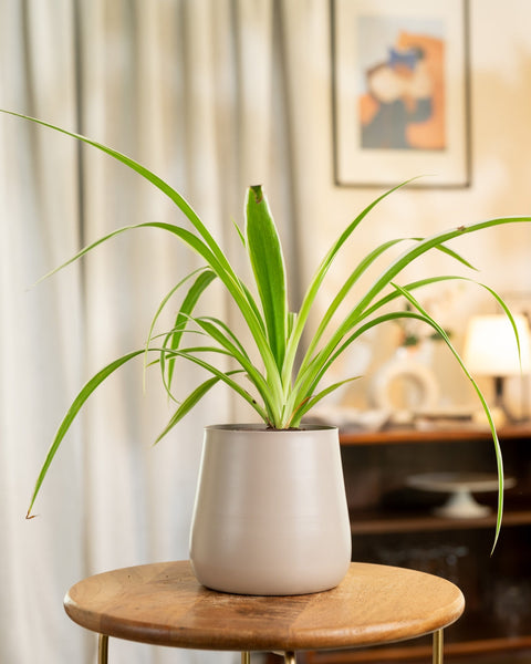 Spider Plant with Medium Metal Self Watering Pot