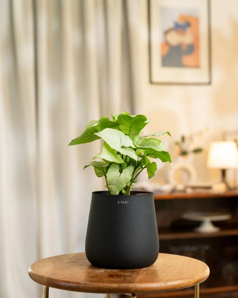 Syngonium Pixie White Plant with Medium Metal Self Watering Pot