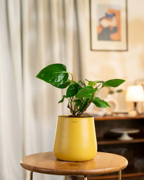 Betel Leaf Plant with Medium Metal Self Watering Pot