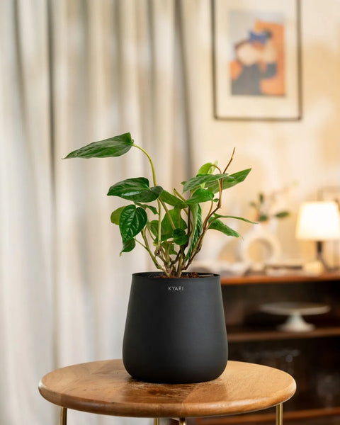 Betel Leaf Plant with Medium Metal Self Watering Pot