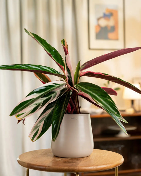 Calathea Triostar Plant with Medium Metal Self Watering Pot