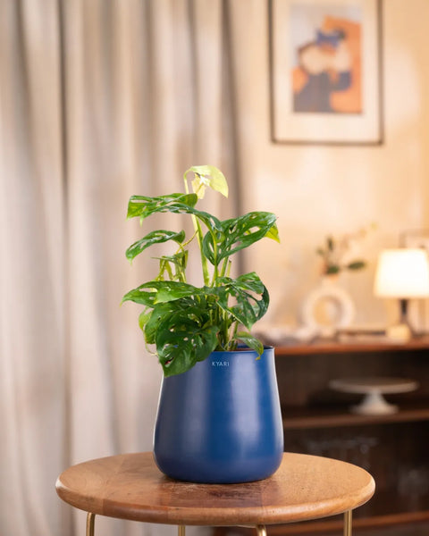 Philodendron Broken Heart Plant with Medium Metal Self Watering Pot