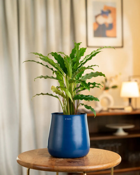 Calathea Rufibarba Plant with Medium Metal Self Watering Pot