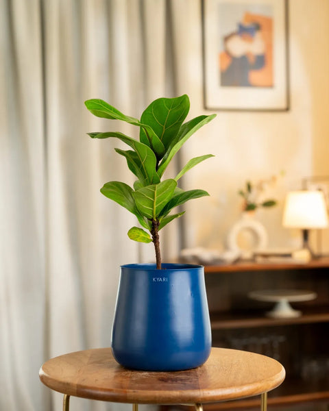 Fiddle Fig Plant with Medium Metal Self Watering Pot
