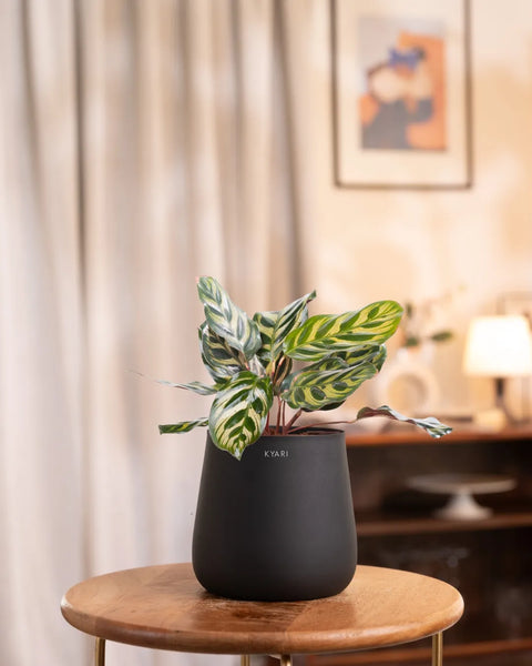 Peacock Plant with Medium Metal Self Watering Pot