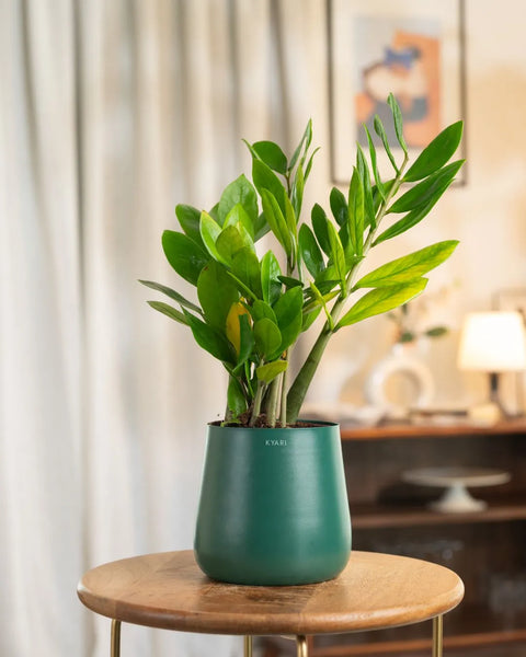 Zamia Green - ZZ Plant With Self Watering Pot
