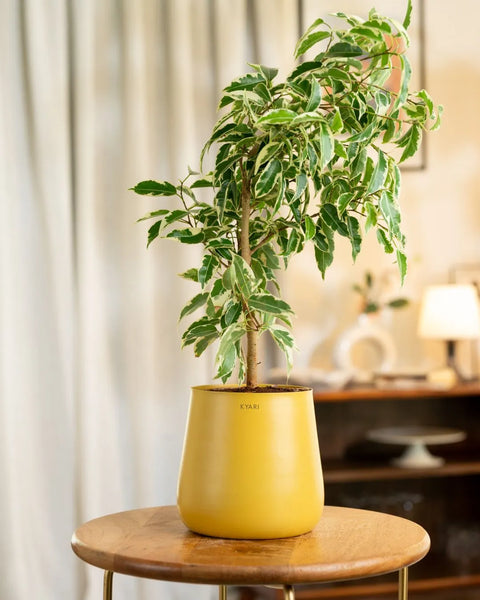 Ficus Safari Plant with Medium Metal Self Watering Pot