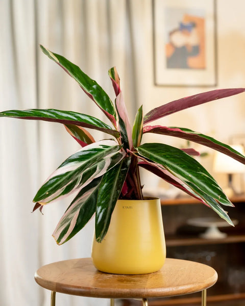 Calathea Triostar Plant with Medium Metal Self Watering Pot