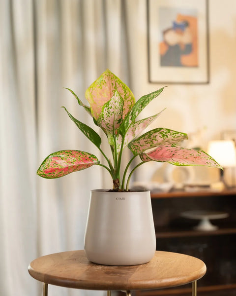 Aglaonema Pink Valentine Plant with Medium Metal Self Watering Pot