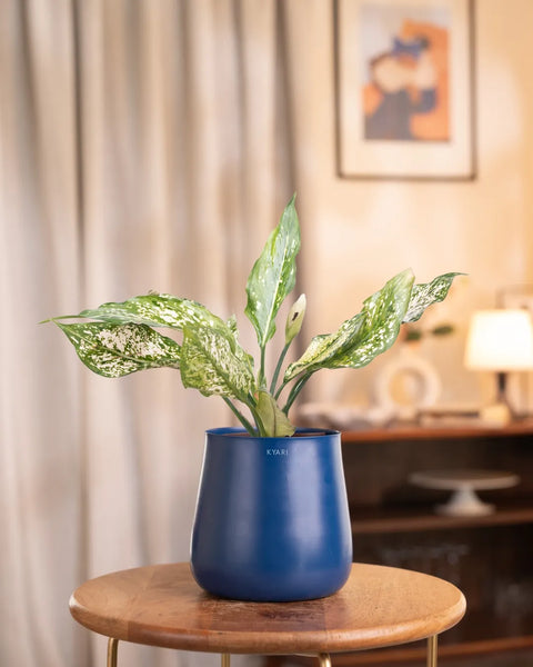 Aglaonema Snow White Plant with Medium Metal Self Watering Pot