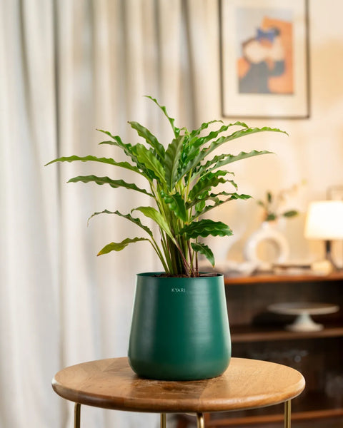 Calathea Rufibarba Plant with Medium Metal Self Watering Pot