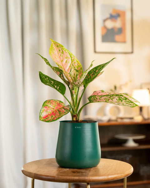 Aglaonema Pink Valentine Plant with Medium Metal Self Watering Pot