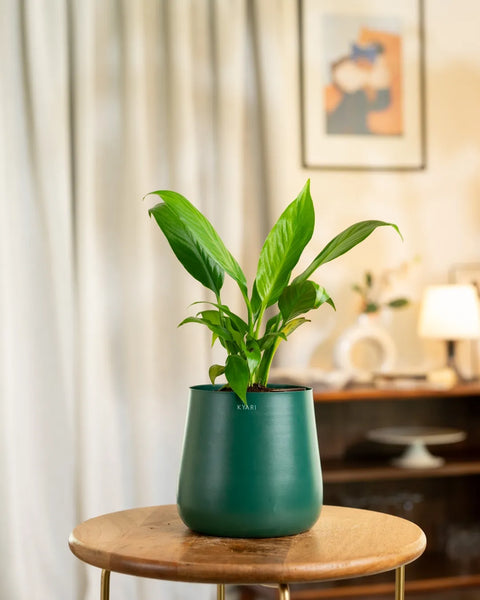 Peace Lily Plant with Medium Metal Self Watering Pot