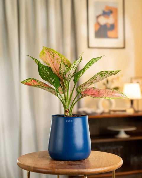 Aglaonema Pink Valentine Plant with Medium Metal Self Watering Pot