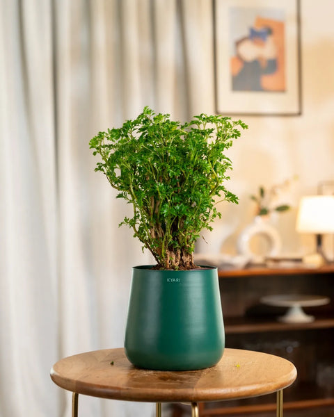 Aralia Green Plant with Medium Metal Self Watering Pot