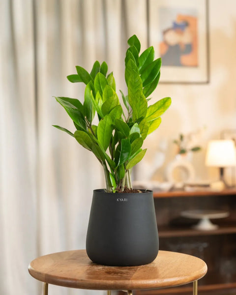 Zamia Green - ZZ Plant With Self Watering Pot