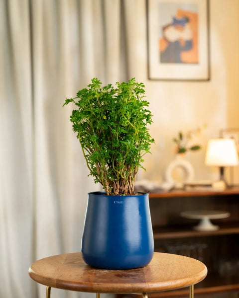 Aralia Green Plant with Medium Metal Self Watering Pot