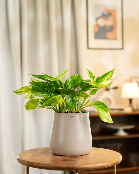 Money Variegated Plant with Medium Metal Self Watering Pot
