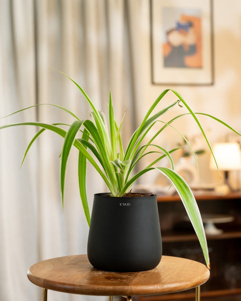 Spider Plant with Medium Metal Self Watering Pot