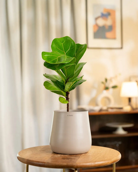 Fiddle Fig Plant with Medium Metal Self Watering Pot